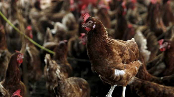 Ukraine limits some poultry imports due to avian flu 